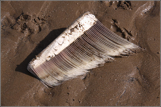 Illustration for article titled Disturbingly beautiful and barely legal items made from whale baleen